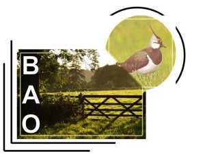 Logo-BAO