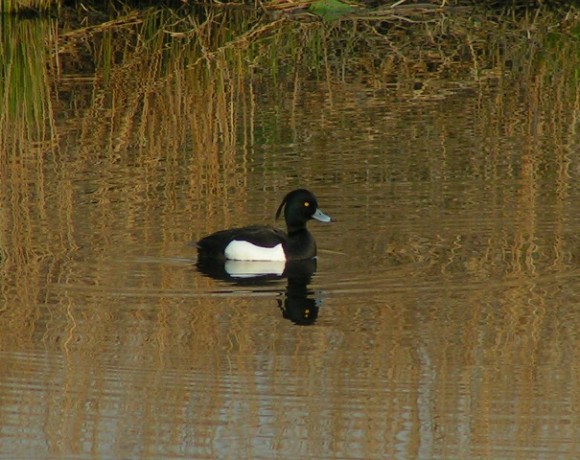 Vogels